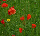 poppies